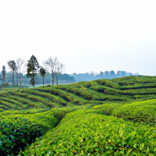 福今茶业官方旗舰店是一家专注于茶叶研发、生产、销售的企业