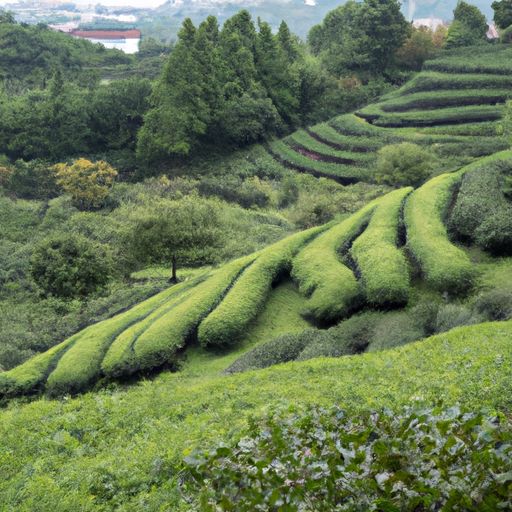 天方茶业天方茶业股份有限公司：致力于打造中国茶叶行业的领导品牌 天方茶业股份有限公司